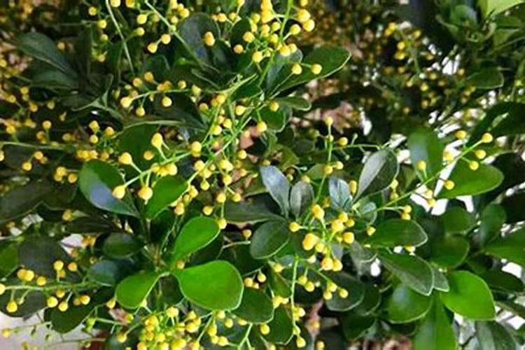 米兰花能用复合肥吗