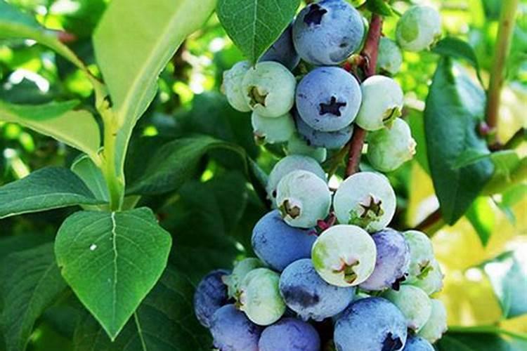 蓝莓用什么肥料最合适怎样给蓝莓施肥