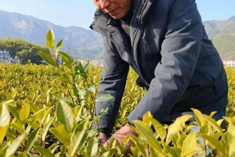 新栽茶苗的施肥方法是怎样的呢