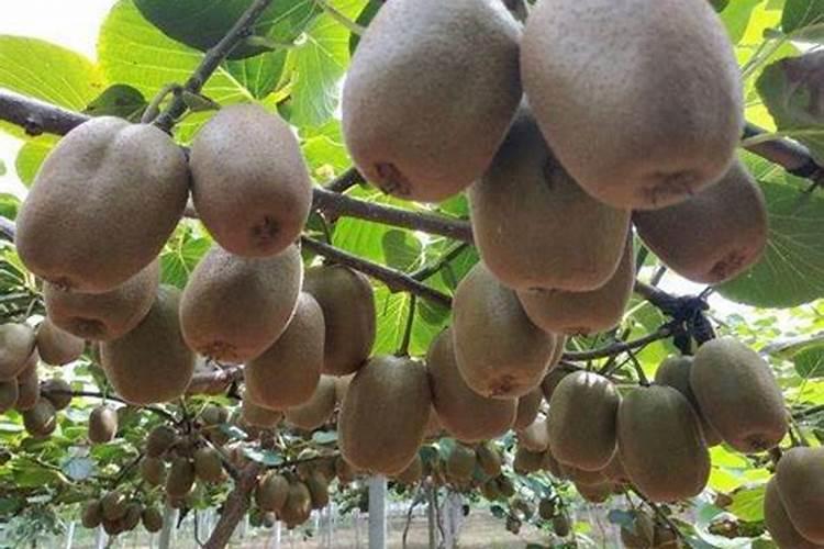 怎么给樱花树施肥