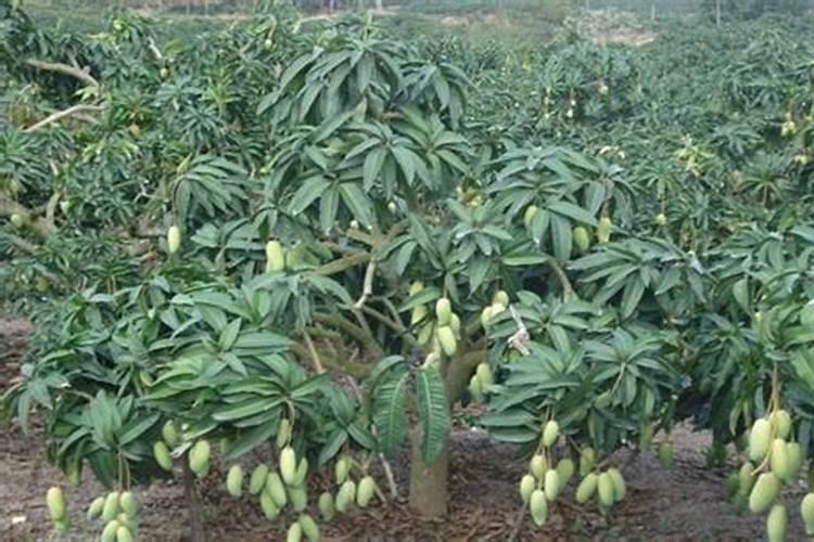 芒果施肥用什么肥料好呢
