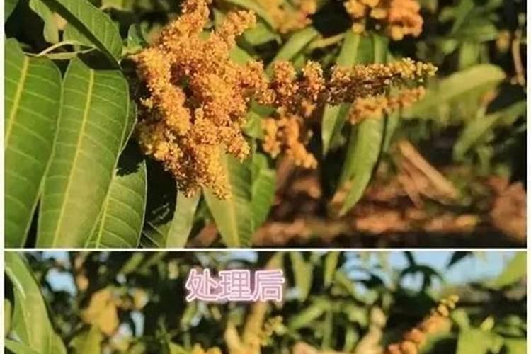 芒果结果树主要管理措施有哪些