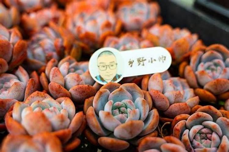 多肉植物需要什么肥料 施肥的方法是什么