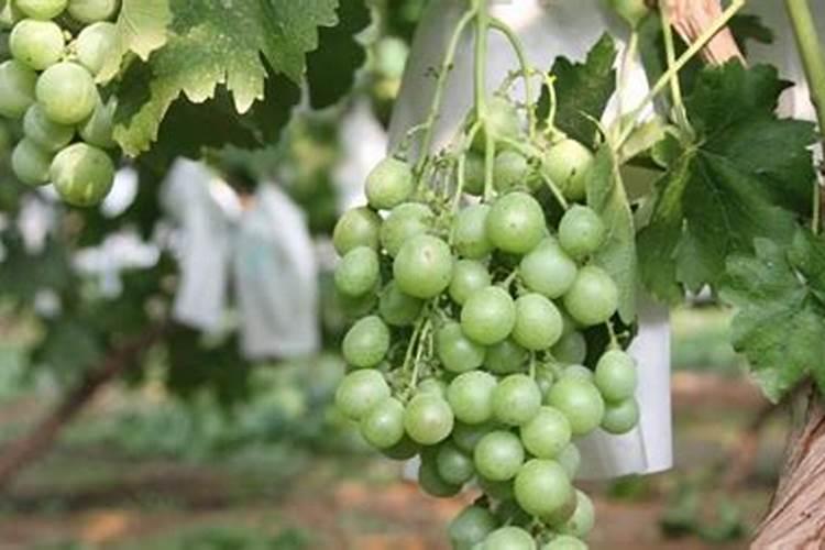 金桔树用什么肥料最好