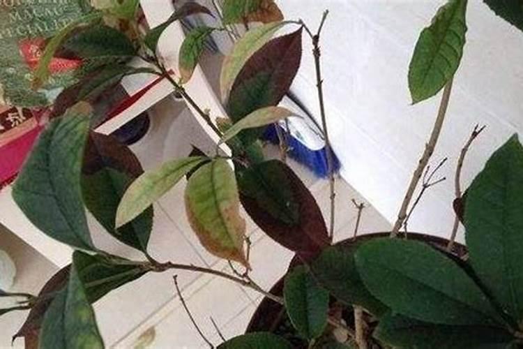 桂花叶子掉落是什么原因导致的？