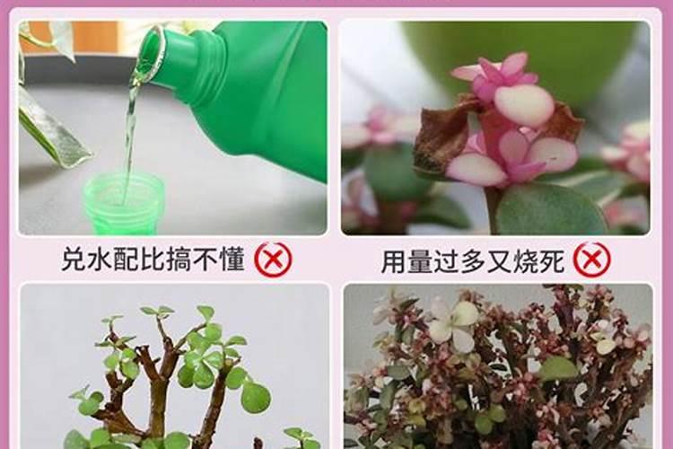 金枝玉叶怎么养