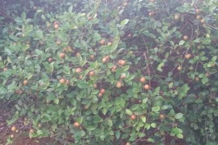 盐碱地种植草莓,在前期该怎样促进生根呢？