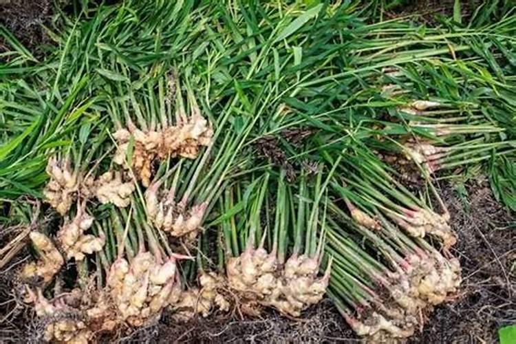 种植大姜想要产量高、品相好,都有哪些技巧？