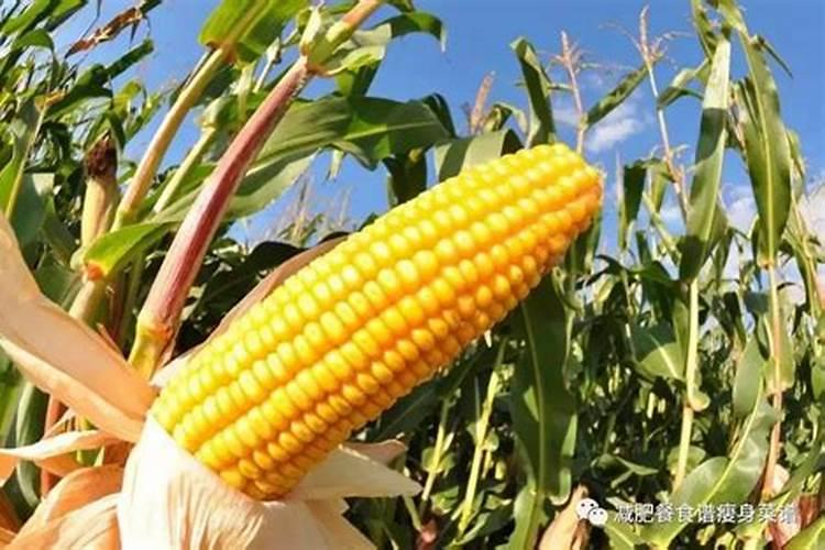 玉米缺硼有哪些防治措施？