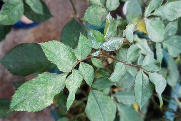 浙江蔬菜种植时间表
