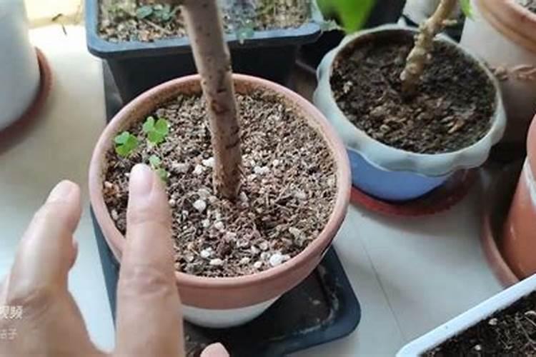 月季小苗施肥时间和方法