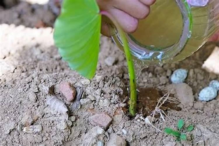 月季小苗施肥时间和方法