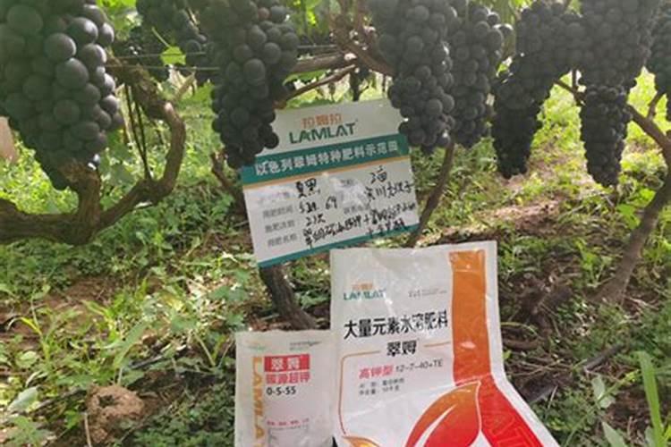 大棚夏黑葡萄萌芽期要施什么肥料