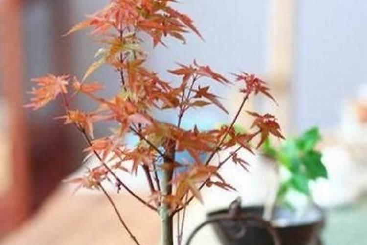 硫酸钾型和硫酸钾复合肥有什么不同
