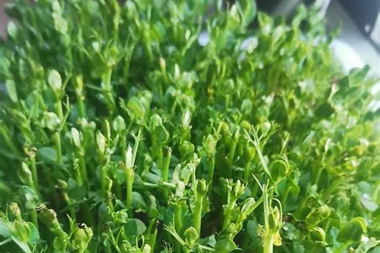 水溶肥料怎么使用