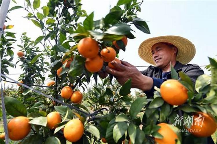 沃柑放过磷酸钙有什么好