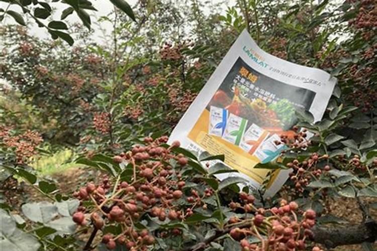 菜地怎么施肥