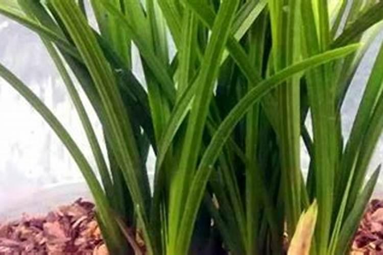 兰草可以施化肥吗