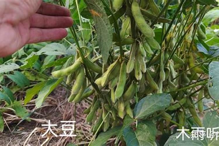黄豆底肥二胺尿素钾肥如何配