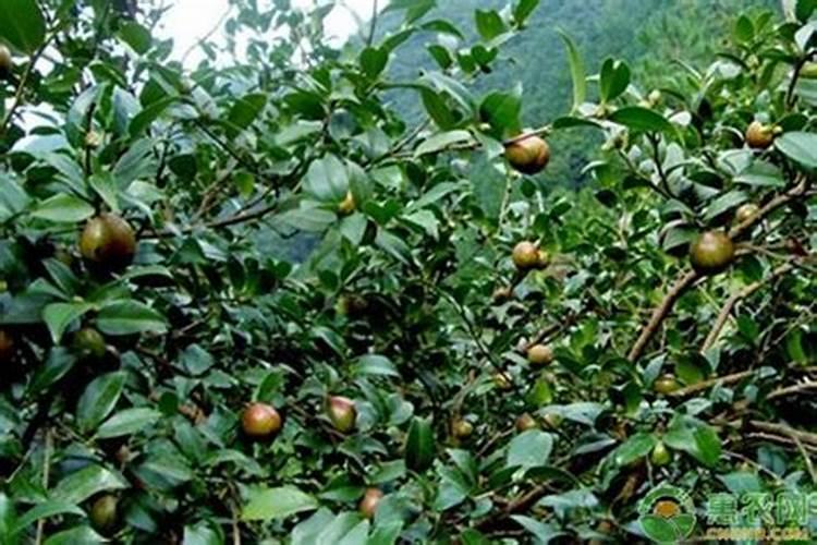 油茶施什么肥最好