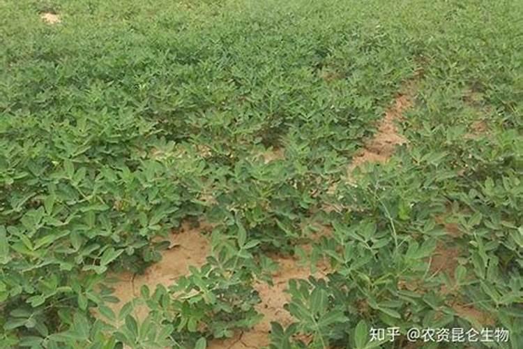 花生黑根什么原因,花生黑根怎么防治