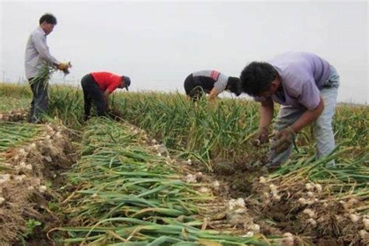 大蒜春季追什么肥比较好