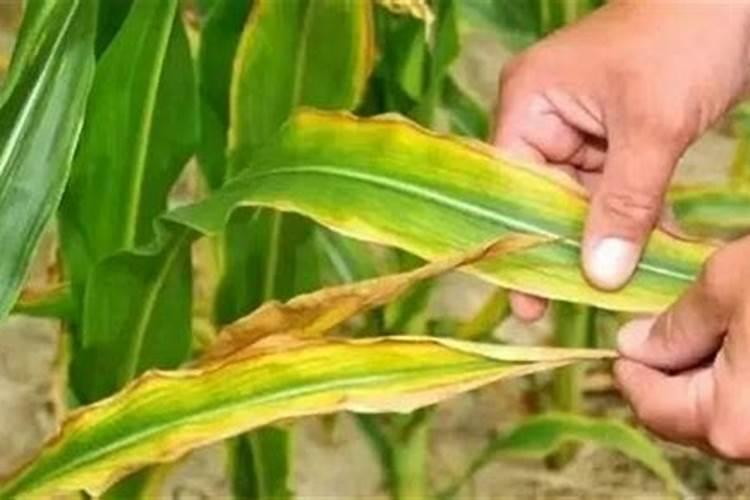 玉米缺肥的症状及原因是啥？