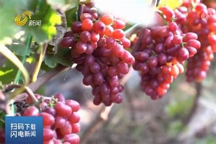 开麦1502小麦品种介绍 开麦1502小麦品种简介