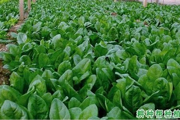 大豆什么时候施肥效果更好