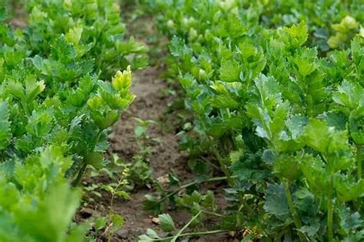 花椒树施什么肥最佳花椒树施什么肥比较好