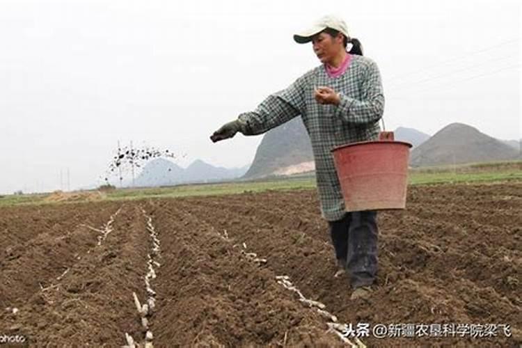 苹果树开春施什么肥好