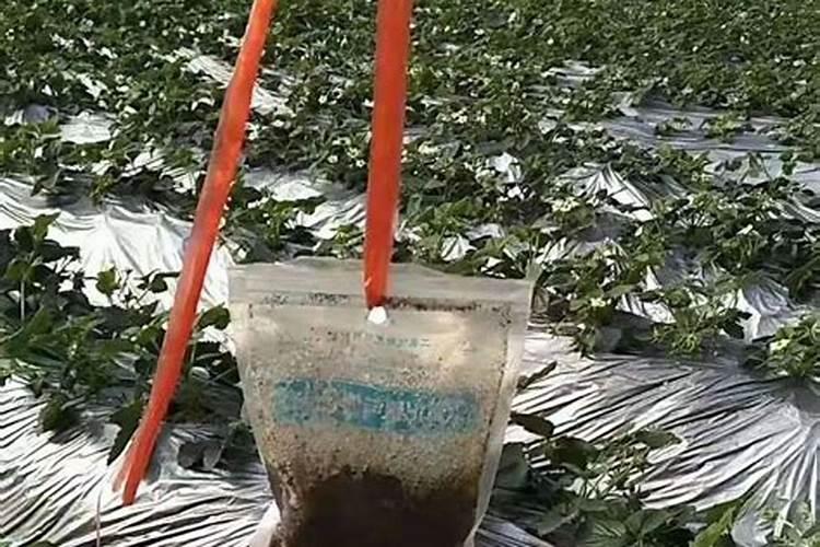 水莲竹我是用水养的,叶子发黄是什么原因？需要什么肥料？