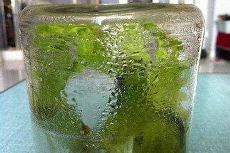 植物生长需要的氧气从哪里来？