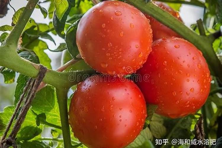 兰草促花的最佳方法