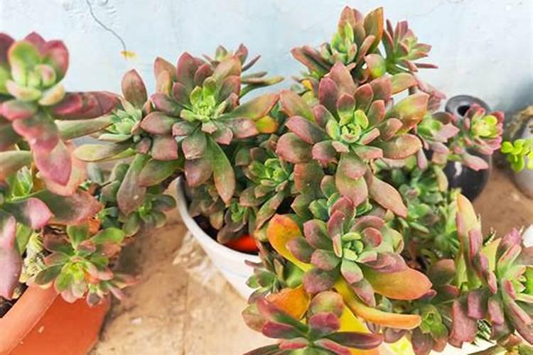 绣球花施什么肥