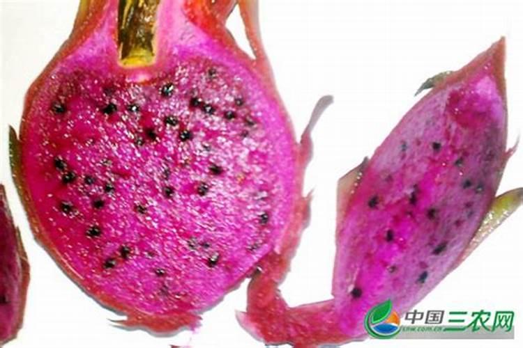 请问植物缺锰用什么肥料