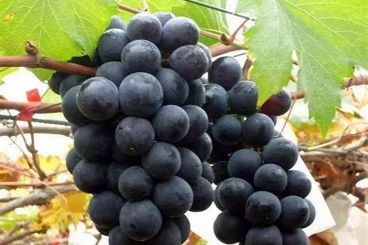 脆蜜金桔种植技术与管理是什么？