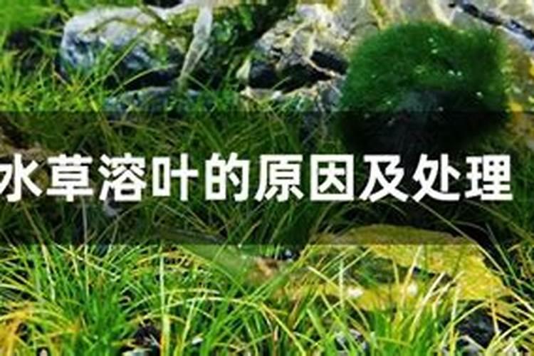 喷什么叶面肥芹菜长得快 喷施方法有哪些
