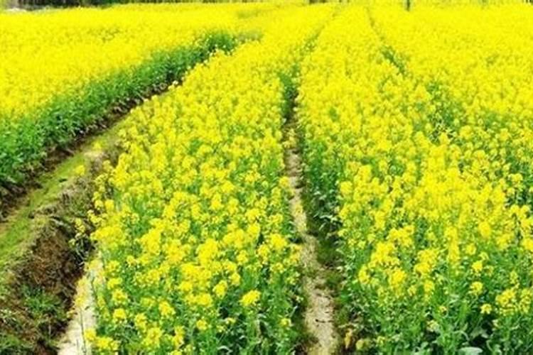 油菜什么时候施硼肥