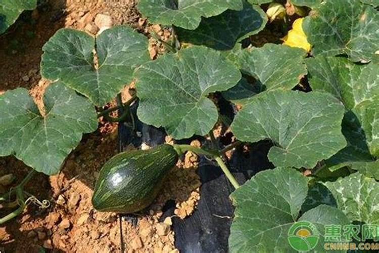 水溶肥摩力施能和农药起喷雾吗？还想加杀菌剂
