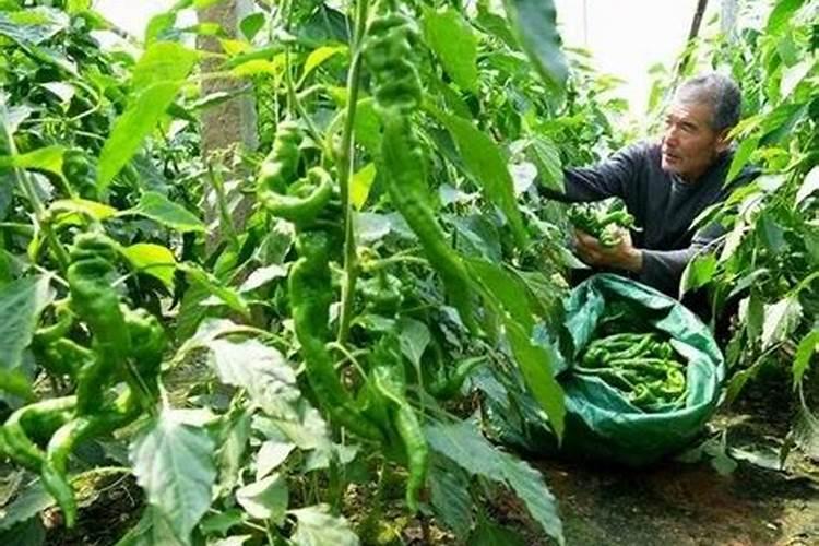 辣椒高产施肥的正确方法