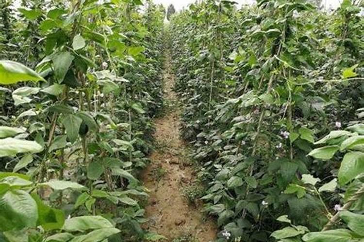 豆角最忌什么肥料