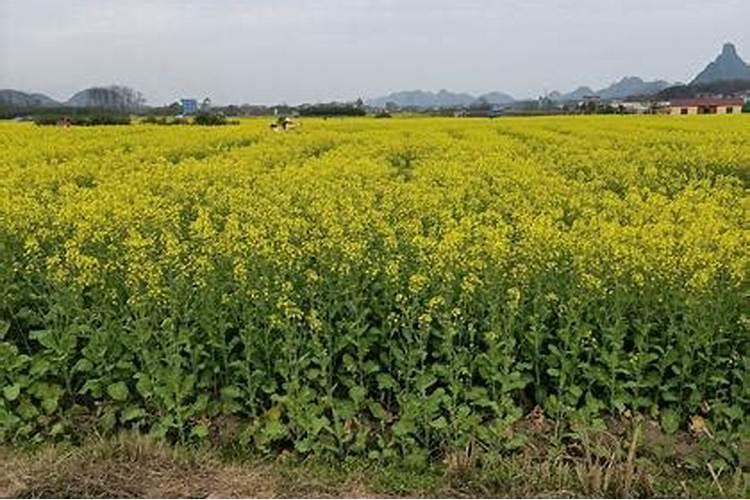种油菜一亩地要多少肥料