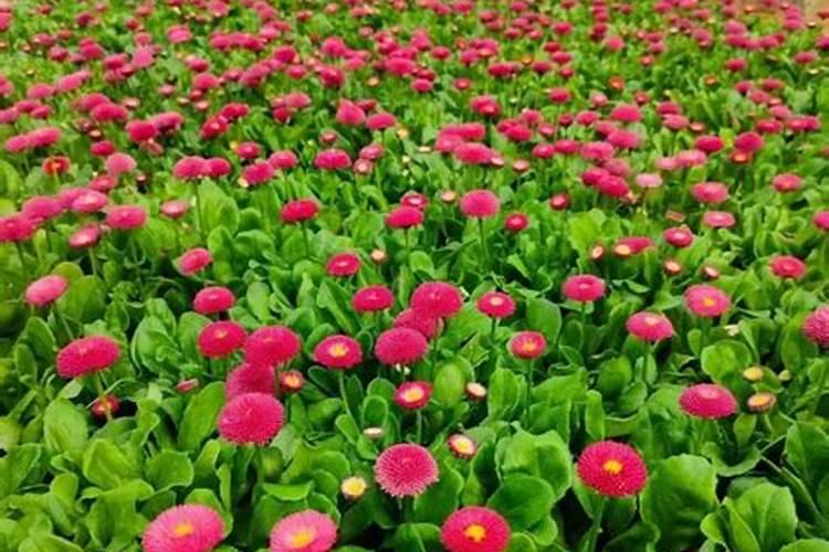 花菜什么时候种植最好,有机花菜几月份栽培最佳