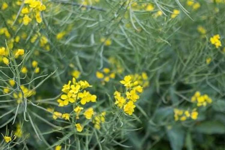 油菜栽培的施肥技术