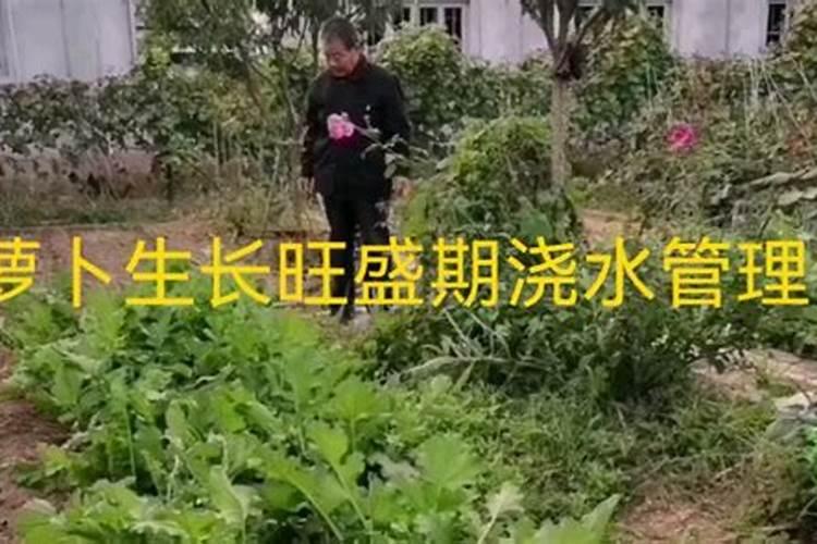 胡萝卜的叶子经过四天的培育会涨吗