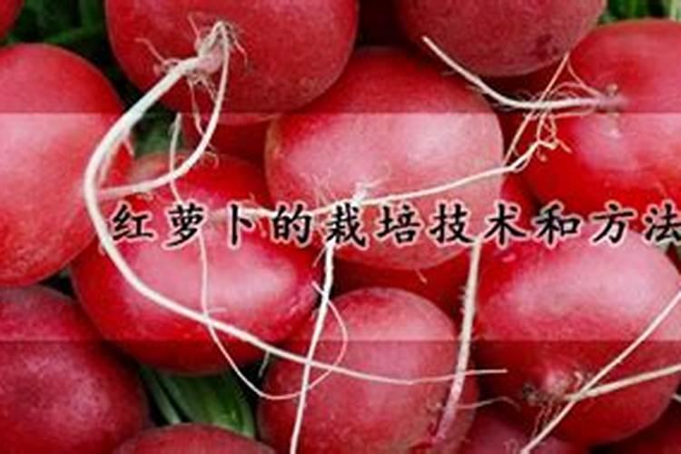 红萝卜怎么种才直大 红萝卜如何种才直大