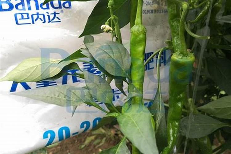 如何提高氮肥利用率 氮肥使用八大技巧