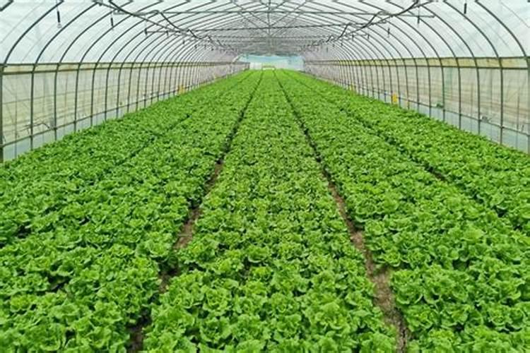 种香菜用什么肥料最好