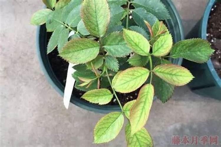 小番茄施什么肥最好